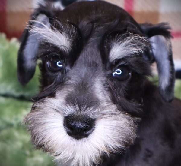 [#251219-03]  - Black / White M Miniature Schnauzer Puppies For Sale