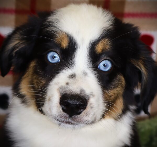 [#251230-04]  - Black White / Tan F Australian Shepherd Puppies For Sale