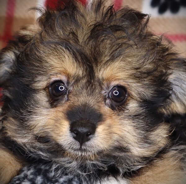 [#251251-03]  - Black M PomAPoo Puppies For Sale