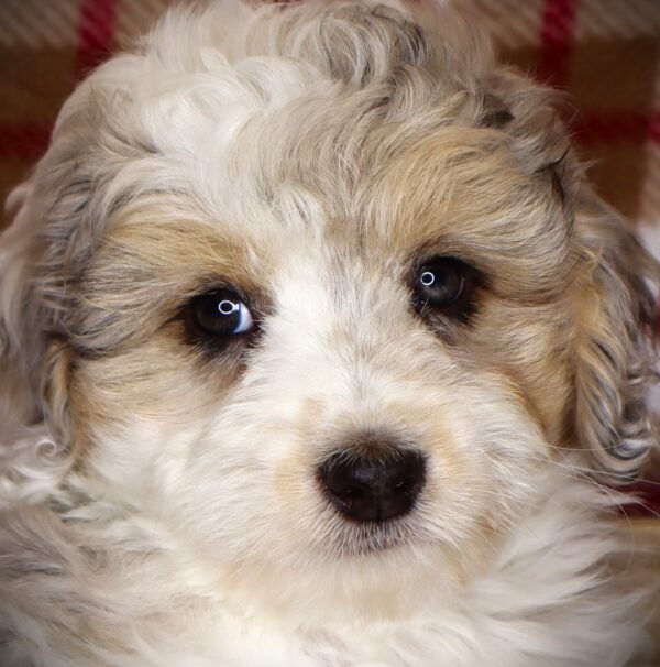 [#251335-01]  - Blue Merle M Aussiedoodle Mini Puppies For Sale