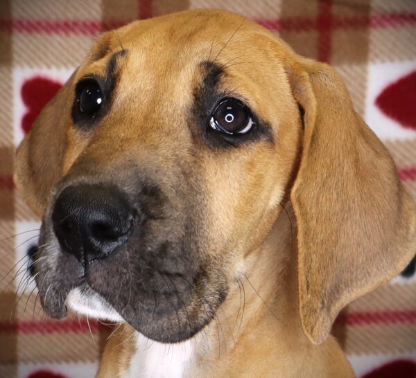 [#251727-06]  - Fawn F Great Dane Puppies For Sale