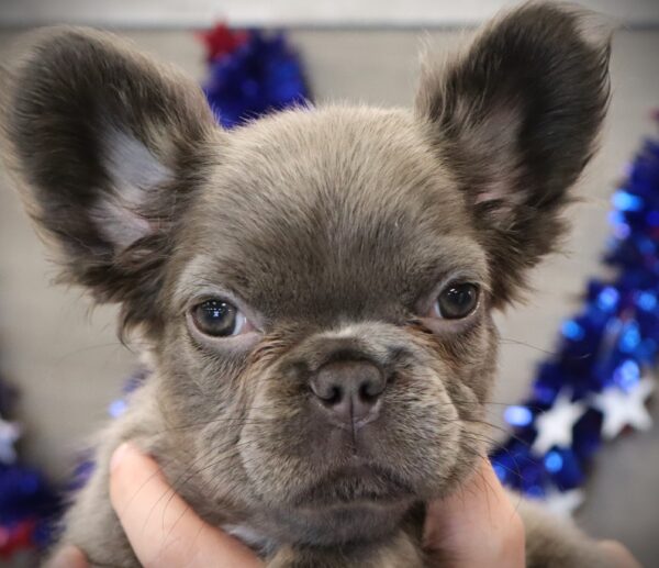 [#2547-06]  - Blue F French Bulldog Puppies For Sale