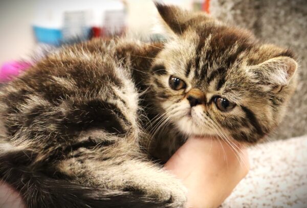 [#251346-01]  - Black Tabby M Exotic Short Hair Kittens For Sale