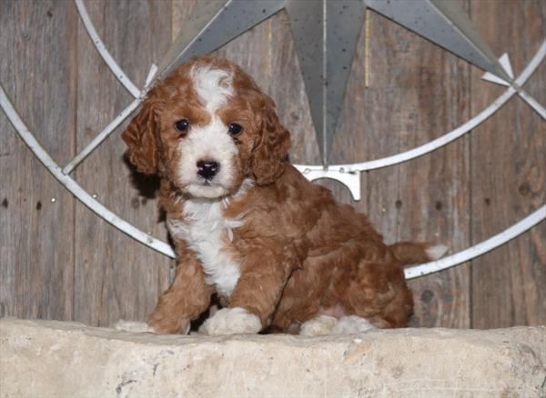 [#251334-04]  - Dark Red F Goldendoodle Mini Puppies For Sale