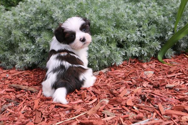 [#251395-01]  - Brindle M Lhasa Apso Puppies For Sale