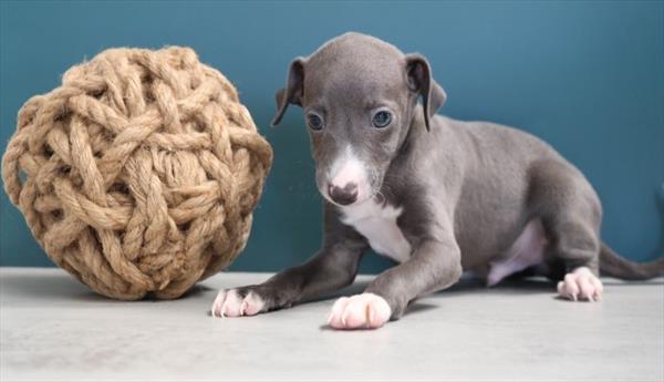 [#251426-01]  - Blue M Italian Greyhound Puppies For Sale