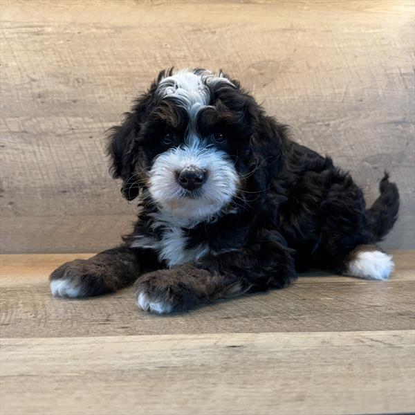 [#251532-03]  - Black Rust / White M Bernedoodle Mini Puppies For Sale