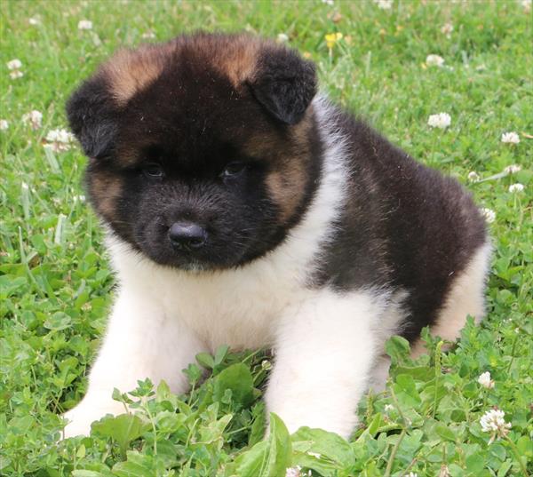 [#251507-02]  - Black F Akita Puppies For Sale