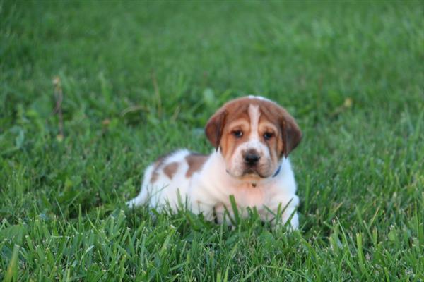 [#251798-06]  - Mahogany / White F Mini Walrus Puppies For Sale