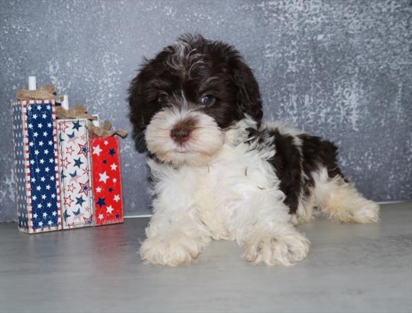 [#251416-02]  - Chocolate M Miniature Schnauzer Puppies For Sale
