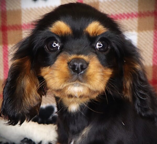 [#251315-05]  - Black Tan / White F Cavalier King Charles Spaniel Puppies For Sale
