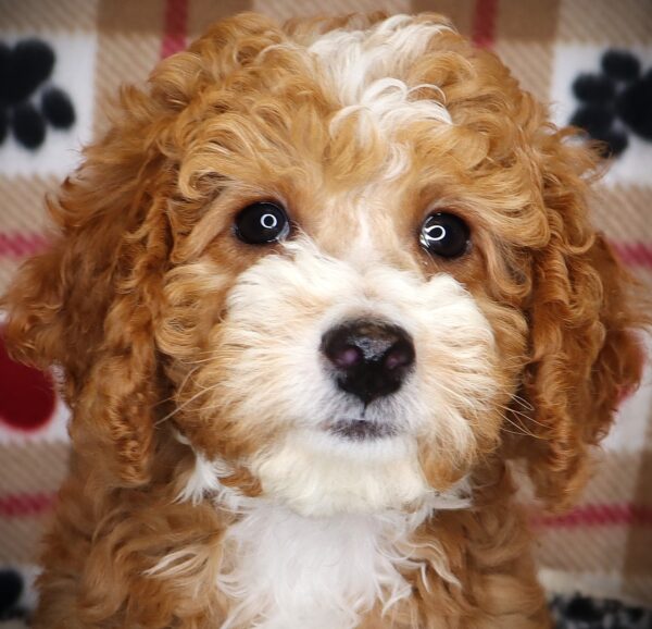 [#251322-05]  - Red F Bernedoodle Mini Puppies For Sale