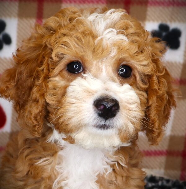 [#251334-04]  - Dark Red F Goldendoodle Mini Puppies For Sale