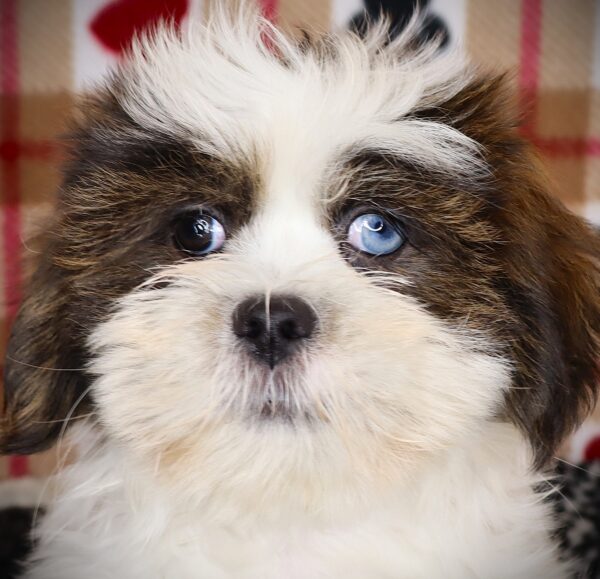 [#251395-01]  - Brindle M Lhasa Apso Puppies For Sale