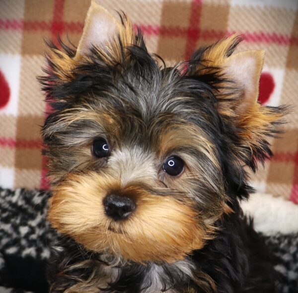 [#251401-01]  - Black / Tan M Yorkshire Terrier Puppies For Sale