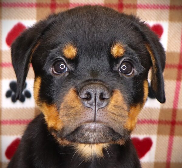 [#251406-04]  - Black / Tan M Rottweiler Puppies For Sale