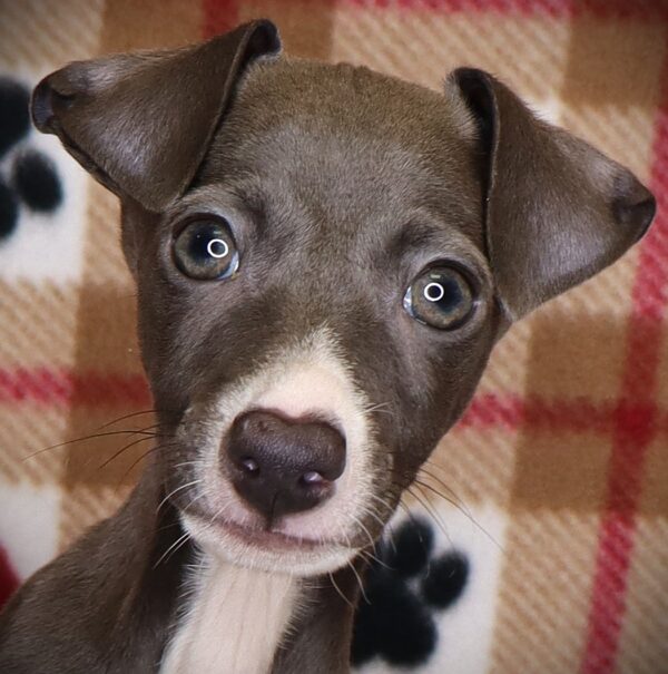 [#251426-01]  - Blue M Italian Greyhound Puppies For Sale