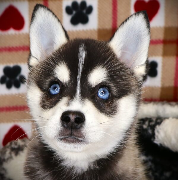 [#251456-01]  - Black / White M Alaskan Klee Kai Puppies For Sale