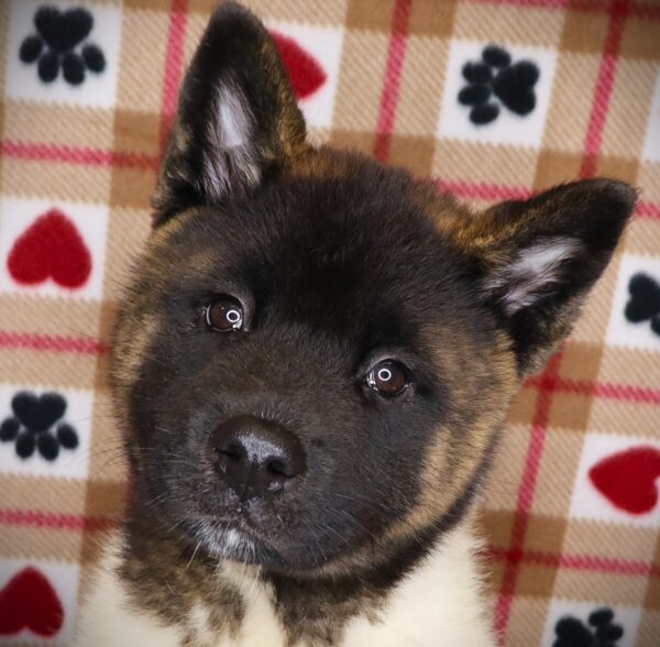 [#251507-02]  - Black F Akita Puppies For Sale