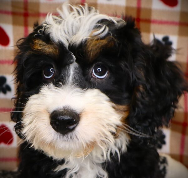 [#251532-03]  - Black Rust / White M Bernedoodle Mini Puppies For Sale