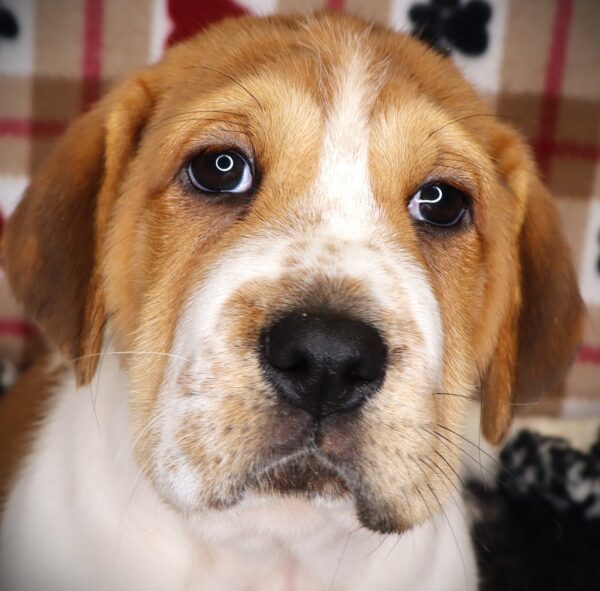 [#251798-06]  - Mahogany / White F Mini Walrus Puppies For Sale
