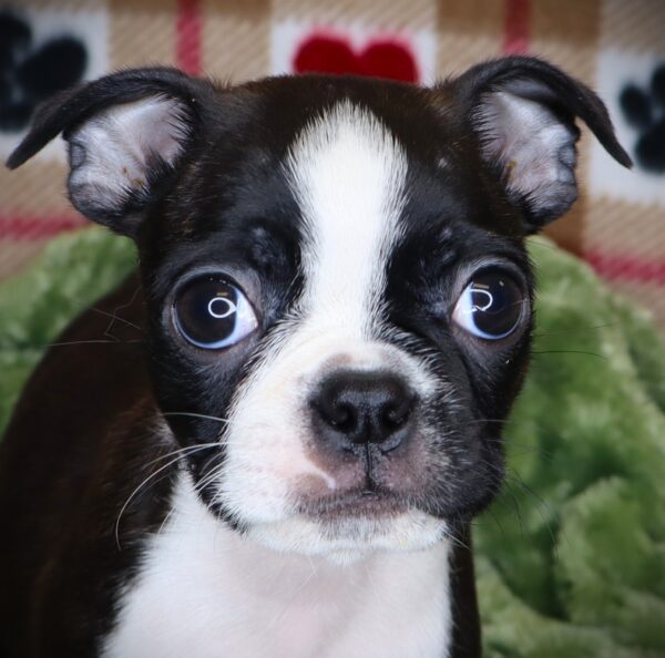 [#2571-04]  - Black / White F Boston Terrier Puppies For Sale
