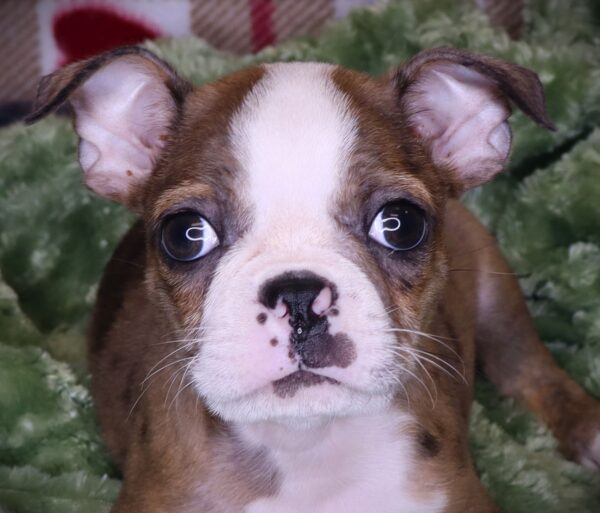 [#2571-02]  - Merle M Boston Terrier Puppies For Sale