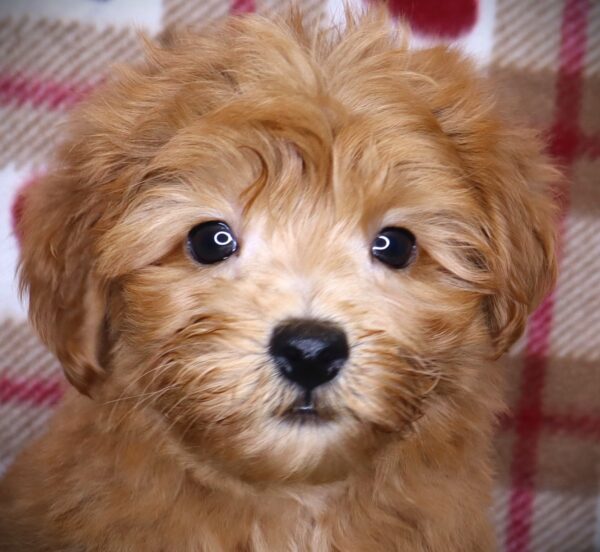 [#2568-01]  - Red M Hybrid Puppies For Sale