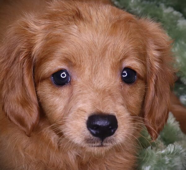 [#2568-02]  - Red F Hybrid Puppies For Sale