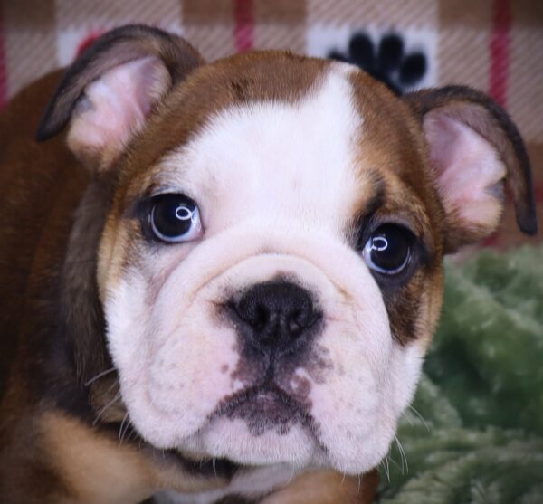 [#251889-05]  - Red F English Bulldog  Puppies For Sale