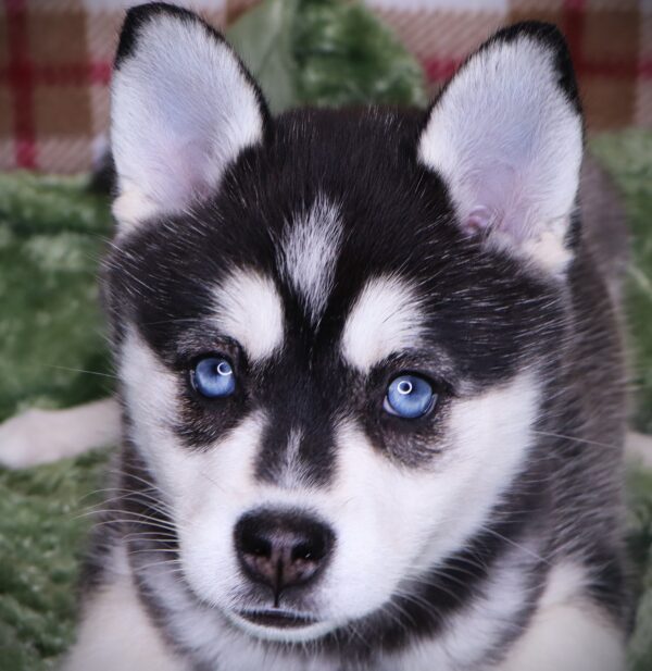 [#251457-02]  - Black / White F Alaskan Klee Kai Puppies For Sale