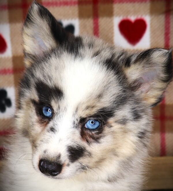 [#251349-05]  - Blue Merle F Pomsky 2nd Gen Puppies For Sale