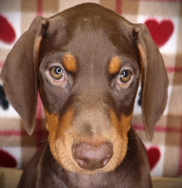 [#251470-11]  - Brown / Rust F Doberman Pinscher Puppies For Sale