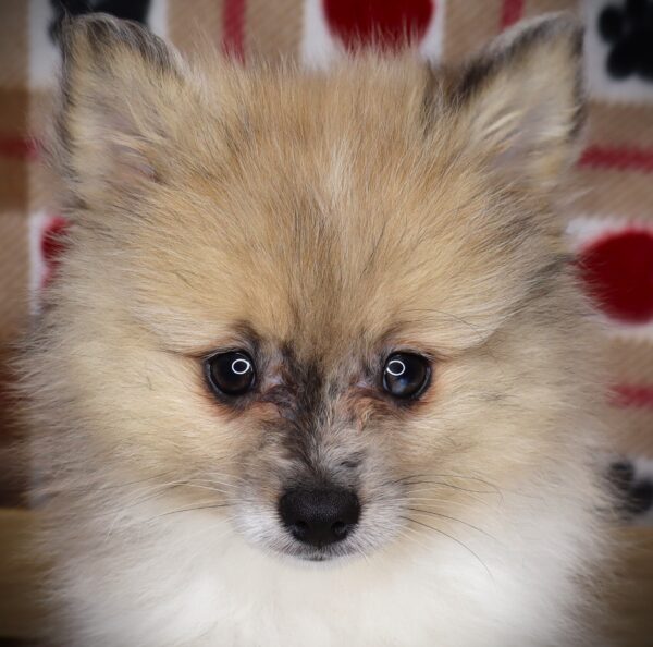[#251248-01]  - Black Gray / White M Pomeranian Puppies For Sale