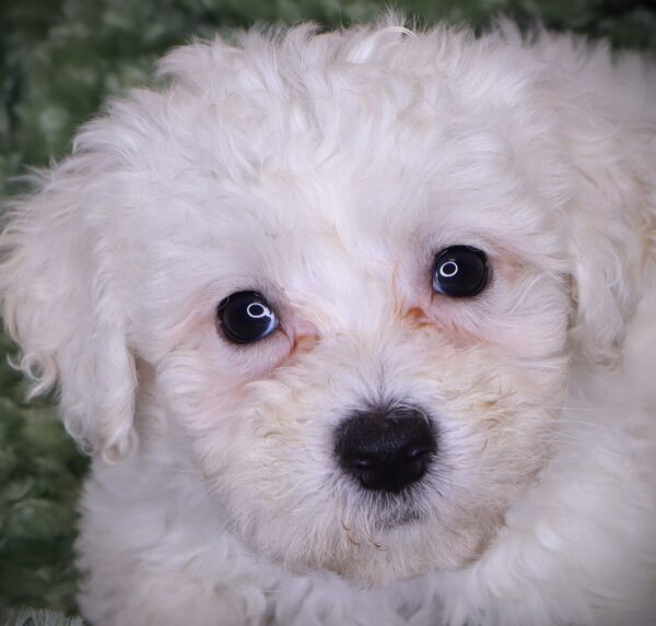 [#251586-06]  - White F Bichon Frise Puppies For Sale