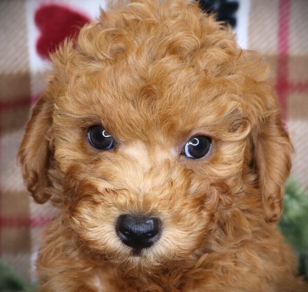 [#251719-02]  - Red M Poodle Puppies For Sale