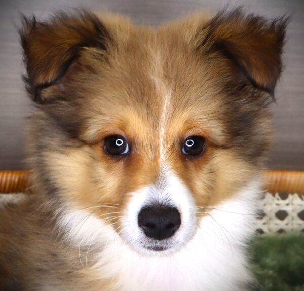 [#251415-02]  - Sable / White M Shetland Sheepdog Puppies For Sale