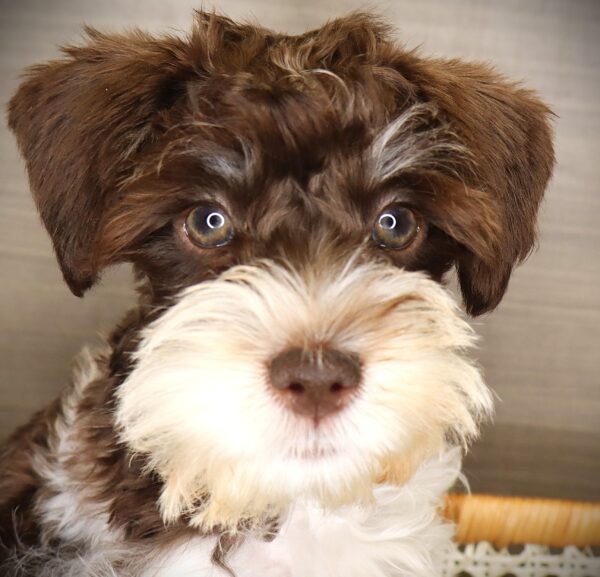 [#251416-02]  - Chocolate M Miniature Schnauzer Puppies For Sale