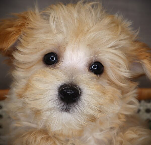 [#251950-02]  - Light Brown M Maltipoo Puppies For Sale