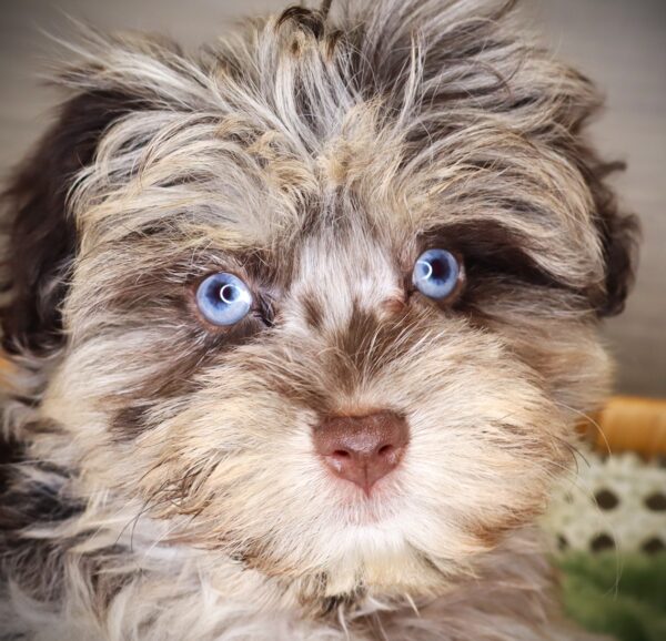 [#251676-03]  - Chocolate Merle F Miniature Schnauzer Puppies For Sale