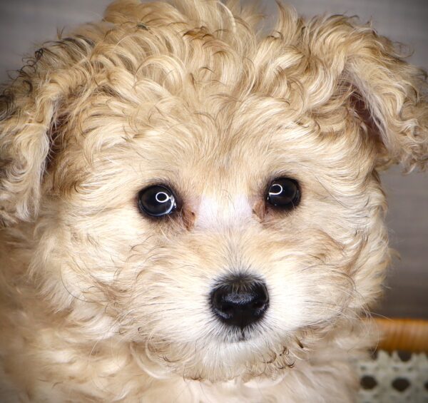 [#251597-01]  - Dark Sable M PomAPoo Puppies For Sale