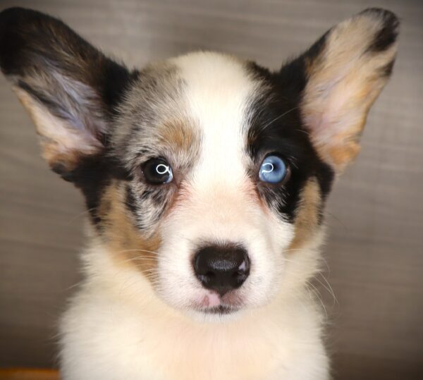 [#251523-03]  - Blue Merle F Cardigan Welsh Corgi Puppies For Sale