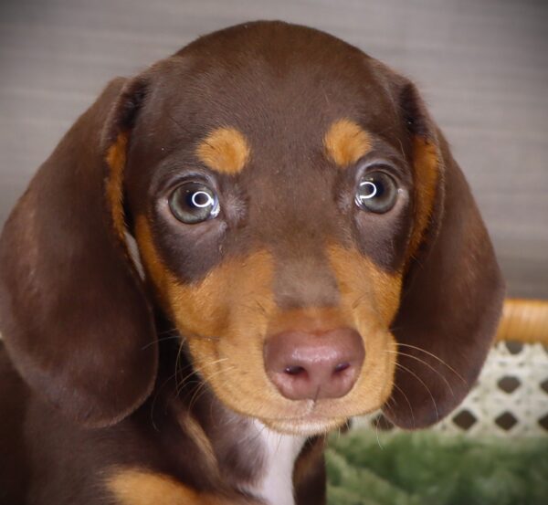 [#251513-01]  - Chocolate M Dachshund Puppies For Sale