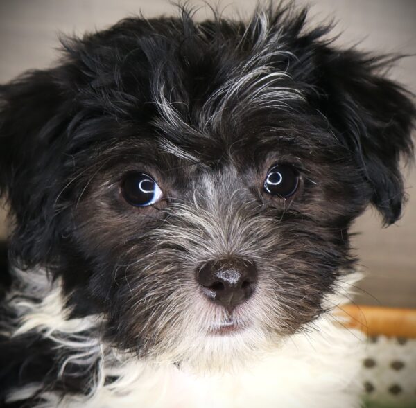 [#251494-04]  - Black / White F Havanese Puppies For Sale