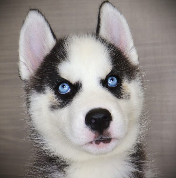 [#251557-01]  - Black / White M Siberian Husky Puppies For Sale