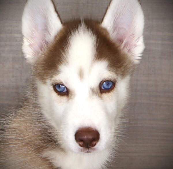 [#251556-04]  - Red / White F Siberian Husky Puppies For Sale