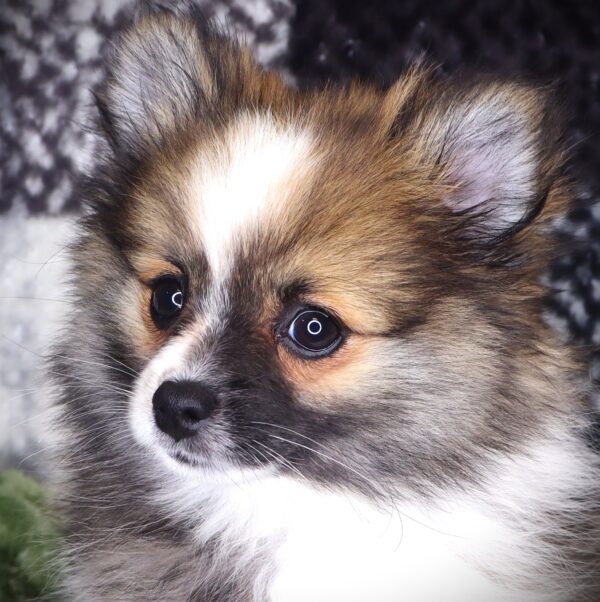 [#251617-04]  - Chocolate / White F Pomeranian Puppies For Sale