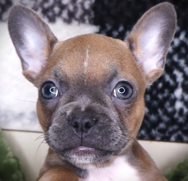 [#251541-05]  - Blue Fawn / White F French Bulldog Puppies For Sale