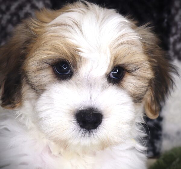 [#251789-03]  - Tri-Colored F Coton de Tulear Puppies For Sale