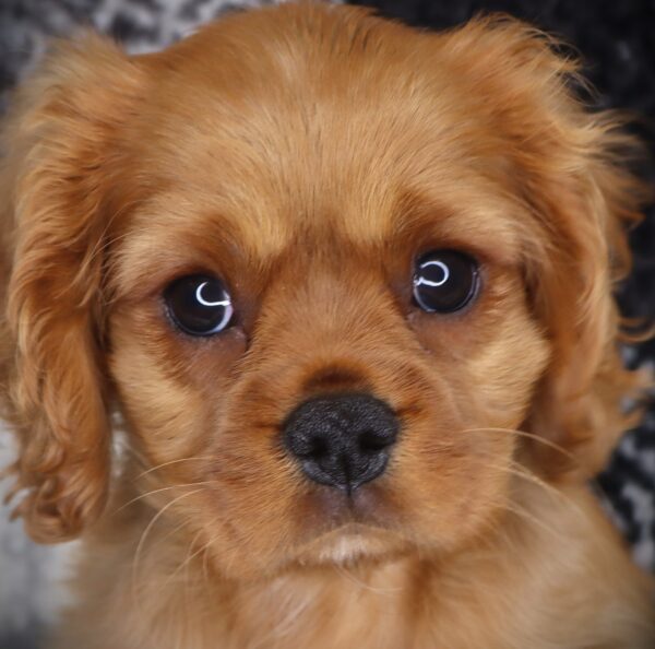 [#251788-03]  - Ruby M Cavalier King Charles Spaniel Puppies For Sale